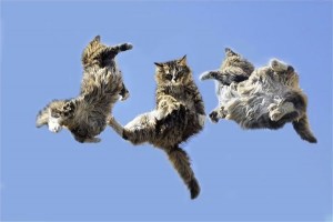 Cat_Acrobatics